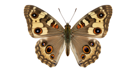 Isolated Junonia Butterfly with Spotted Wings