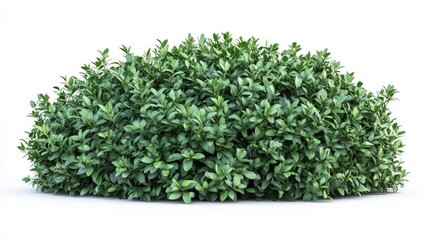 Green Leafy Bush Isolated on White Background for Landscaping Design