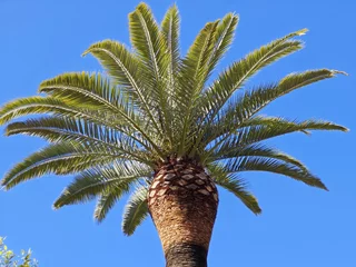 Fotobehang Palme © Guido Miller