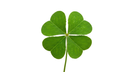 Isolated Four Leaf Clover