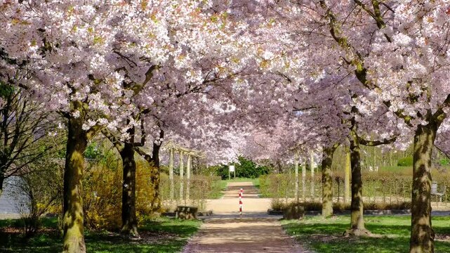 Beautiful blooming alley of spring pink Sakura, cherry trees in the park. Flower petals slowly fall from the trees like snow.