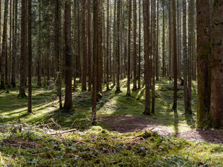 Fototapeta premium Landscape inside a forest, with the sun's rays passing through the trees