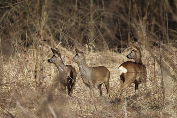 Roe deer does in a tall dry grass. Roe deer in natural environment in early spring. Wild roe deers. European roe deer -capreolus capreolus, Czech republic 
