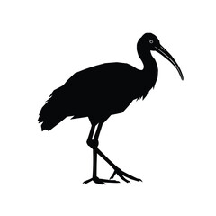 Obraz premium black crowned crane