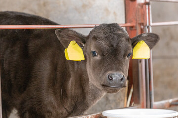 A purebred, Japanese Wagyu calf in a stable looking at the camera © Clint Austin