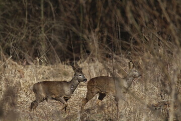 Roe deer does in a tall dry grass. Roe deer in natural environment in early spring. Wild roe deers. European roe deer -capreolus capreolus, Czech republic 
