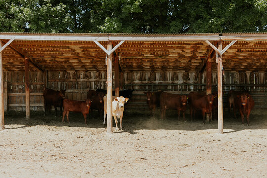 Idaho farm in day time ready for feed with cattle standing in sun and shade, how now brown cow
