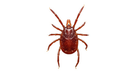 Isolated Brown Dog Tick Insect