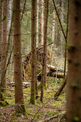 Landscape. Untouched forest, nature reserve.