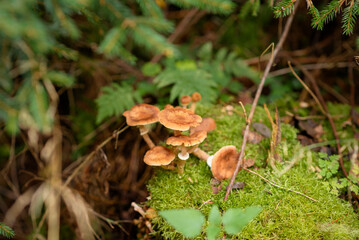 Close-up of a group of mushrooms growing on a fallen trunk in the forest. Mushrooms have brown caps and long, thin stems surrounded by lush green leaves. Mushrooms.