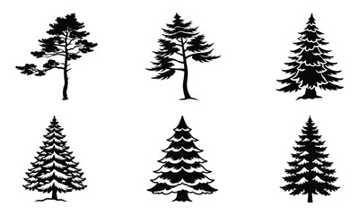 Obraz premium Majestic Pine: Nature’s Evergreen Guardian