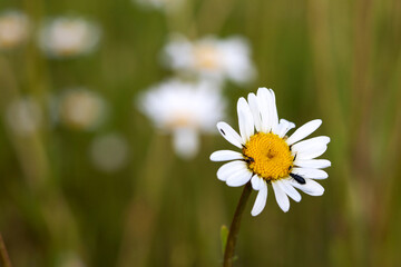 A daisy flower with insects - blurred background