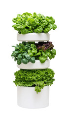 Obraz premium Vertical Garden with Fresh Green Lettuce and Leafy Vegetables Display