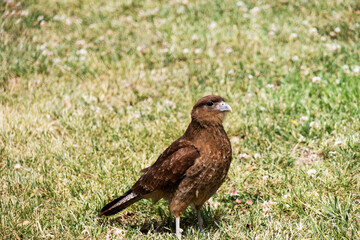 Small hawk named Chimango on a lawn