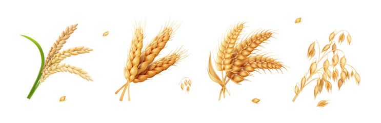 Wheat, barley, oats, rice realistic spikelet vector set. cereal grain products illustration