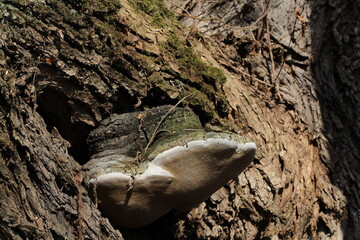 Large parasitic mushroom that grows on tree trunks, Fomes fomentarius. This mushroom is known by several names, tinder fungus, hoof fungus, tinder conk, tinder polypore or ice man fungus 
