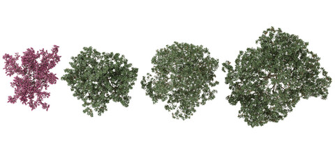 Collection of Tabebuia rosea,Magnolia grandiflora Trees on transparent background from the top view © Saifstock