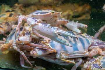 A fascinating group of crabs is swimming around in a tank filled with water