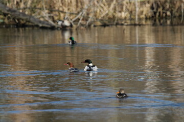 Common merganser couple swimming on a water 