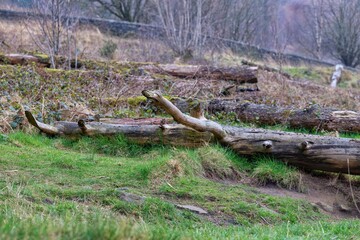 dead tree trunks at Dovestone Reservoir - Oldham - Lancashire - Great Britain