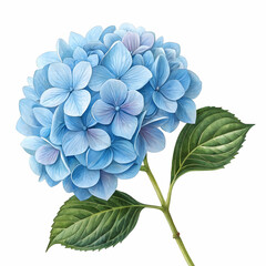 Hand Drawn Flat Color Hydrangea Flower Illustration