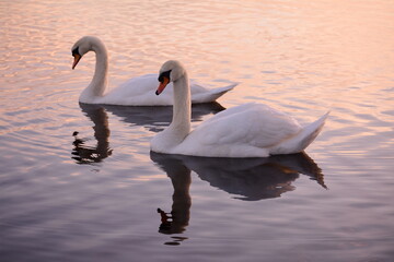 swan on the lake