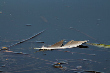 Bird feather floating on a water surface 