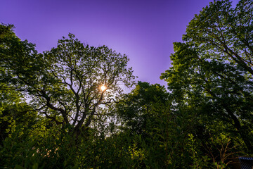 Sun through Trees at Mecklenburg-Western Pomerania, Germany