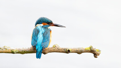 Kingfisher bird (Alcedo atthis) perched on a tree branch against clean background