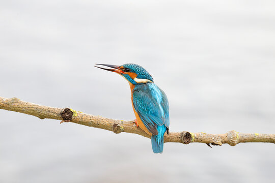 Kingfisher bird (Alcedo atthis) perched on a tree branch against clean background
