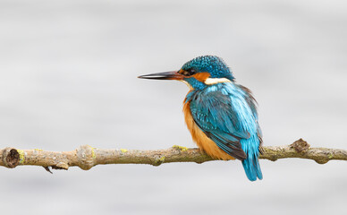 Fototapeta premium Kingfisher bird (Alcedo atthis) perched on a tree branch against clean background