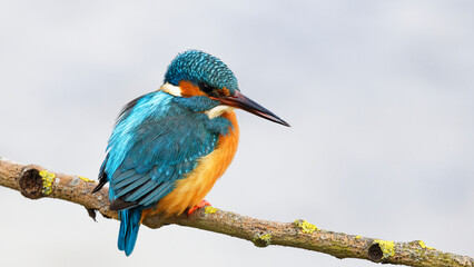 Kingfisher bird (Alcedo atthis) perched on a tree branch against clean background
