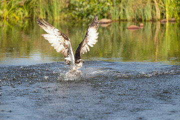 Osprey (Pandion haliaetus). Pandionidae Soaring low with freshly caught fish held securely in talons. Still water framed by dense wetland vegetation. Visual balance as bird and prey glide.