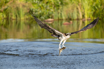 Osprey (Pandion haliaetus). Osprey locks talons into fish while lifting off water with wet feathers...