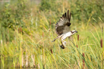 Osprey (Pandion haliaetus). Osprey flies low over cattail marsh carrying fish tightly gripped in talons. Dense wetland with vertical plant forms. Prey and hunter contrast vividly against background.