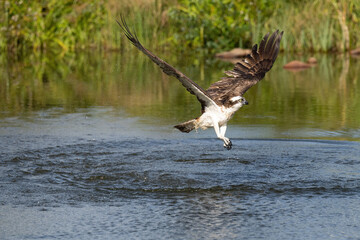 Osprey (Pandion haliaetus). Osprey glides just above water with powerful wings wide open in...