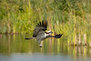 Osprey (Pandion haliaetus). Osprey banks gracefully over quiet waters with wings curved and talons...
