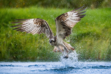 Osprey (Pandion haliaetus). Pandionidae emerging from deep dive with firm grip on trout. Shaded...