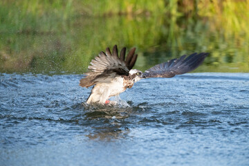 Osprey (Pandion haliaetus). Osprey turns head mid-flight after catching fish, wings partially...