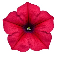 Obraz premium A vibrant crimson petunia, radiating summer's bold beauty, a single bloom against a stark white background.