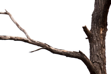 Tree's Abstract Silhouette: A solitary tree, captured in a low-angle shot, showing its sturdy trunk and graceful branches, evokes a feeling of resilience and timeless beauty.
