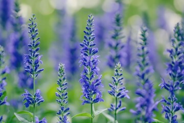 Obraz premium Vibrant Blue Salvia Blooms in a Lush Garden Setting: A Perennial Sage Flower Display
