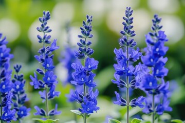 Vibrant Blue Salvia Flowers Blooming in a Lush Garden Setting