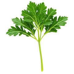 Parsley isolated on transparent background