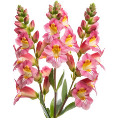 Fototapeta premium Pink Snapdragon Flowers High-Resolution Image of Beautiful Blooms
