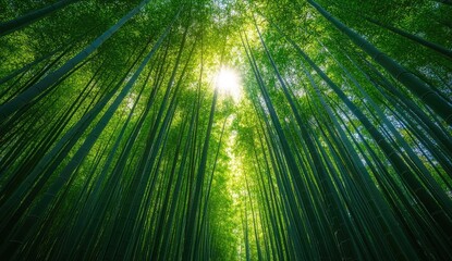 Lush green bamboo forest reaching upward towards the sunlight