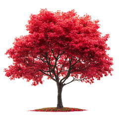 Red Japanese Maple Tree Isolated on Transparent Background