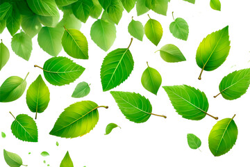 green leaves on white background