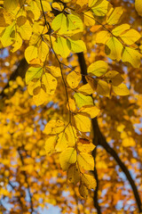 Buche im Herbst, Österreich, Wien, 18. Bezirk, Türkenschanzpar