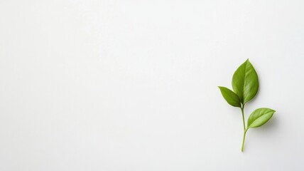 Fototapeta premium Minimalist composition of a delicate branch against a white background with large empty space, modern nature-inspired aesthetic with copy space.